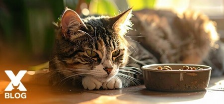 Kedi Mama ve Su Kabı Nasıl Olmalıdır? Kopya