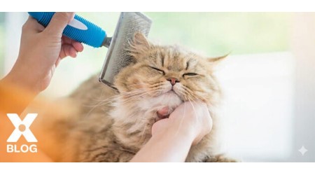 Kedi Mama ve Su Kabı Nasıl Olmalıdır?