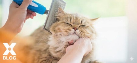 Kedi Mama ve Su Kabı Nasıl Olmalıdır?