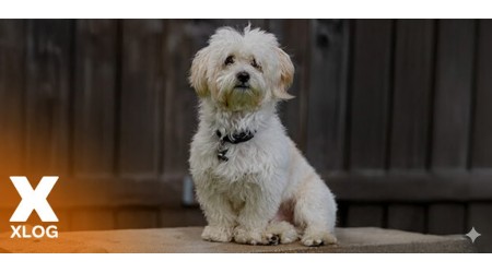 Kediler Neden Mırlar?