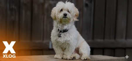 Kediler Neden Mırlar?