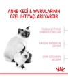 Royal Canin Babycat Yavru Kedi Maması 2 KG